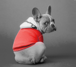 10 лет развития: от домена до сети клиник – ошибки, тактика, стратегия. Кейс продвижения сети ветеринарных клиник