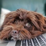 Telegram удалил из описания слоган «бесплатный навсегда»