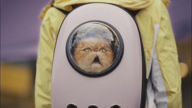 Британский производитель сока показал, как паркуются коты