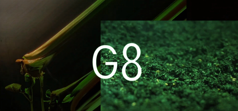 Фестиваль креативных индустрий G8 вырастил айдентику