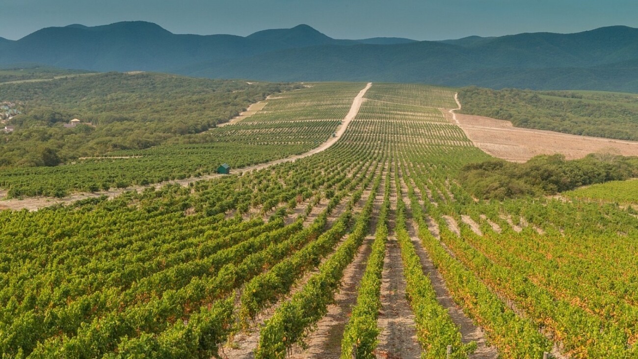 Новости и тексты на фоне 130 дня «спецоперации»: в России стали производить больше вин, фитнес-клубы просят о льготах