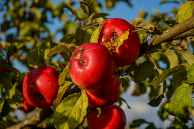Компания акционеров «Лукойла» займётся производством яблочного сидра