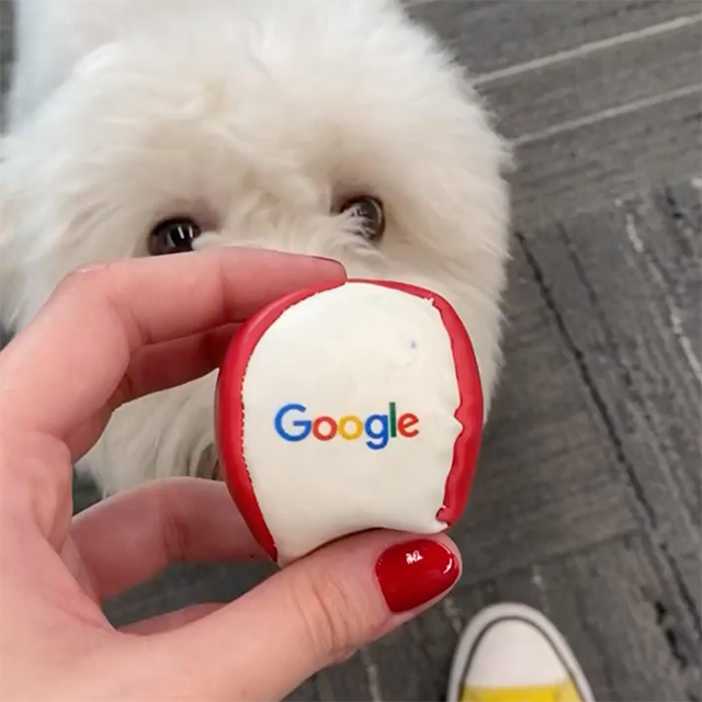 Playing Catch With Dog and Google Ball