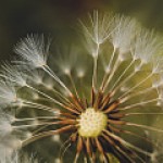 Важное за неделю: запуск новой функции для групповых чатов от WhatsApp и обновление правил для разработчиков приложений от Google