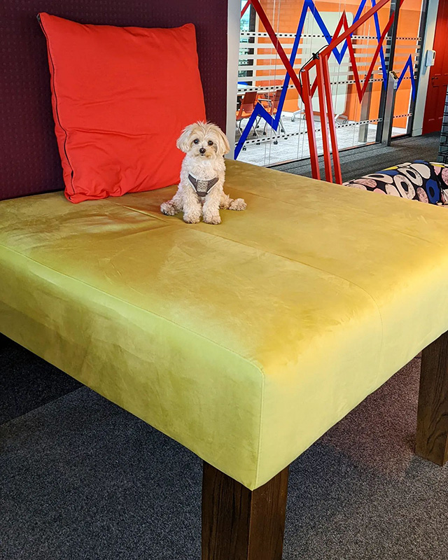 Small Dog & Large Google Chair
