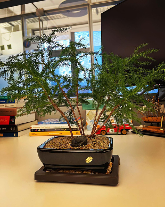 Bonsai Plant At Google Office