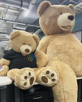 Stuffed Animal Bears At Google Office