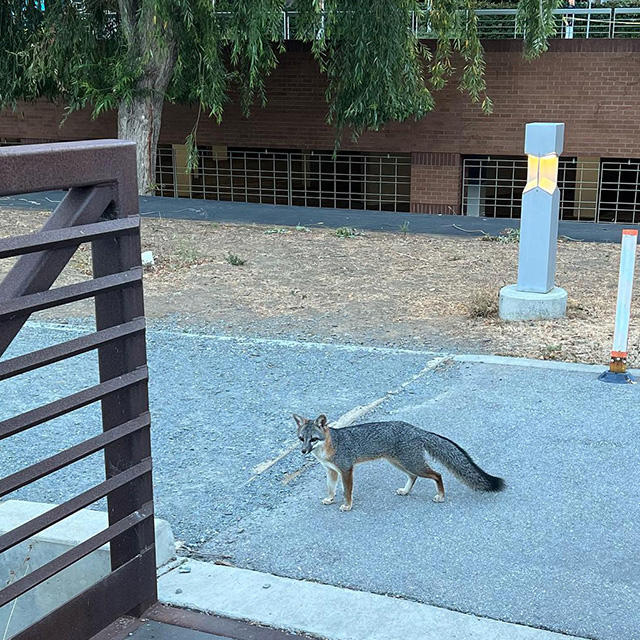 Fox At Google