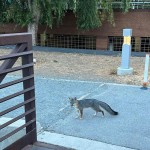 Fox At Google