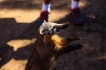 Алгоритм Google Panda превратился в Coati и стал частью основного алгоритма ранжирования