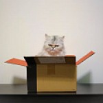 Готовимся к новогодним конкурсам: главные правила соцсетей