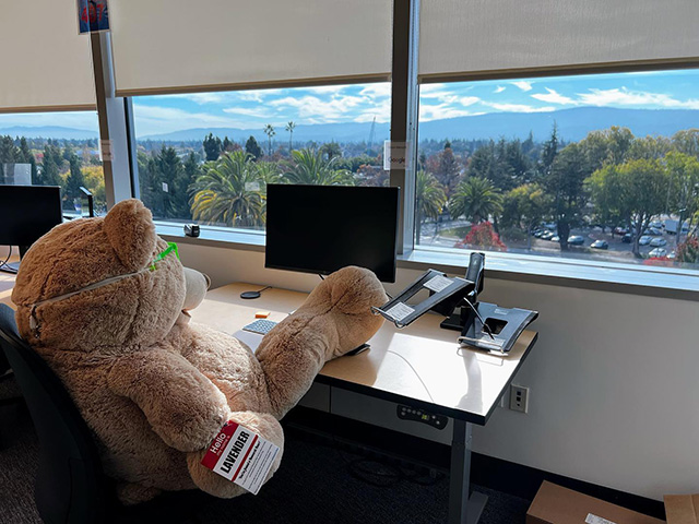 Teddy Bear Hardly Working At The GooglePlex