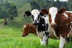 Фонд Билла Гейтса вложил $12 млн в стартап по производству добавки для корма, снижающей выбросы метана у коров