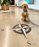 Google Floor Compass