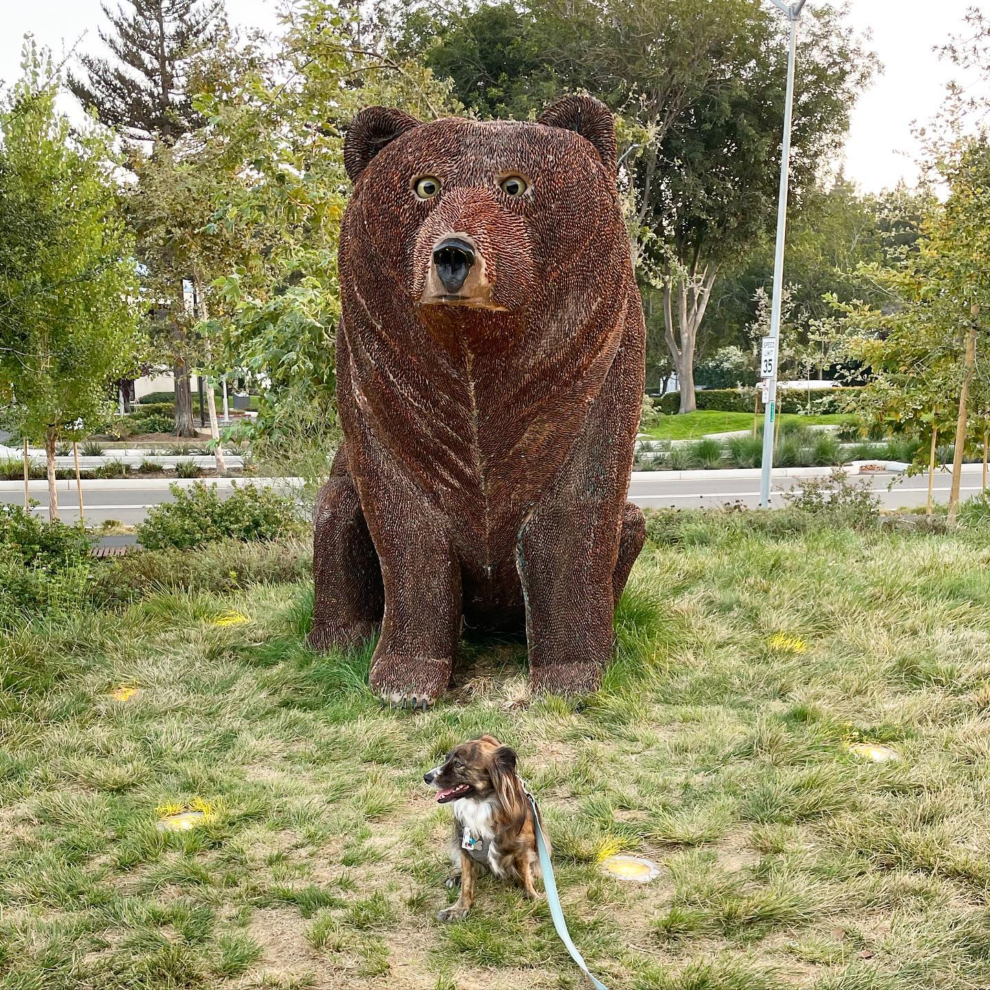 Fake Bear At Google