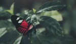 Кейс Okkam и «Росбанка»: как мартех-диагностика запускает «эффект бабочки» в бизнесе