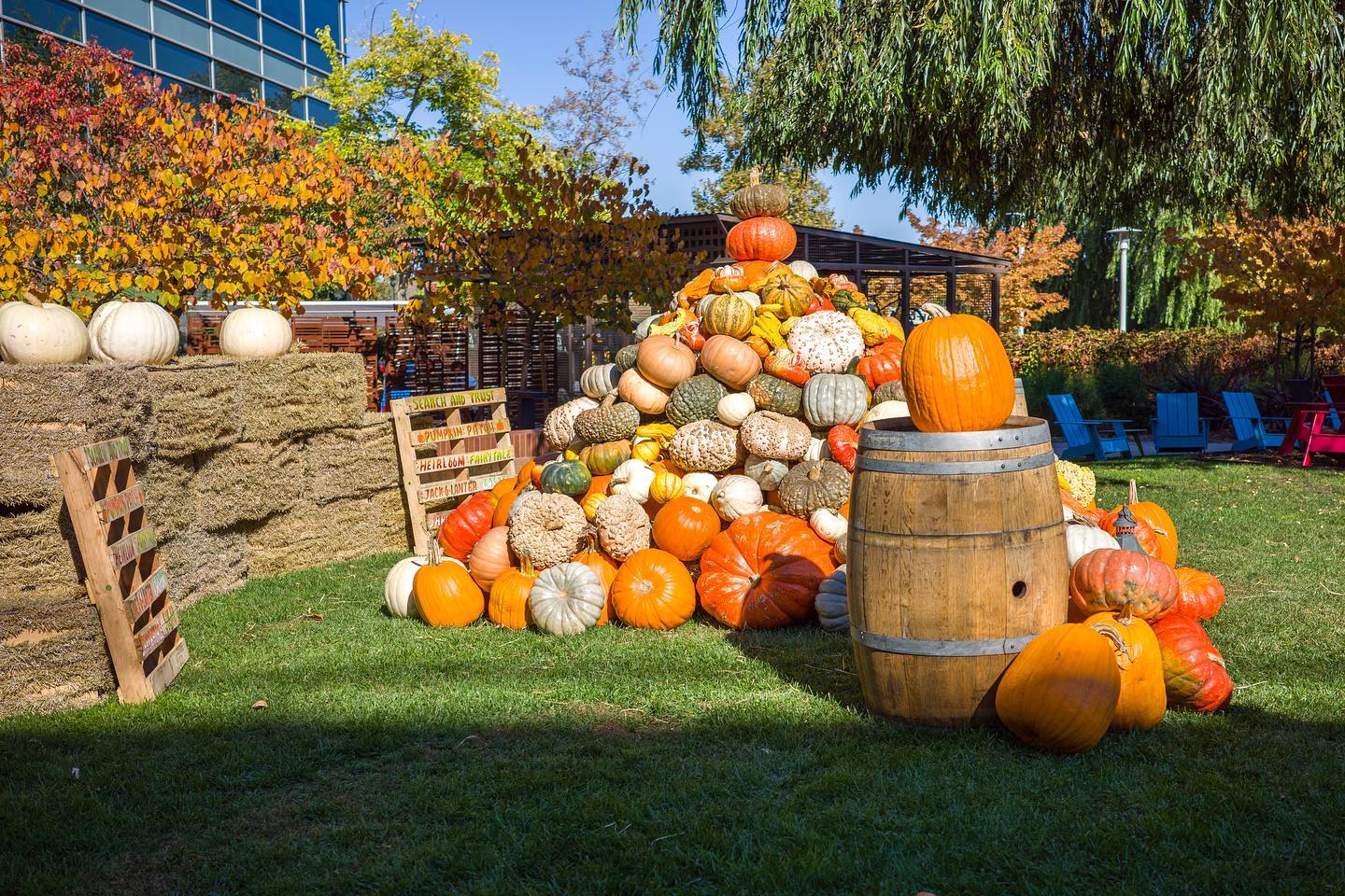 Google Pumpkin Patch At GooglePlex