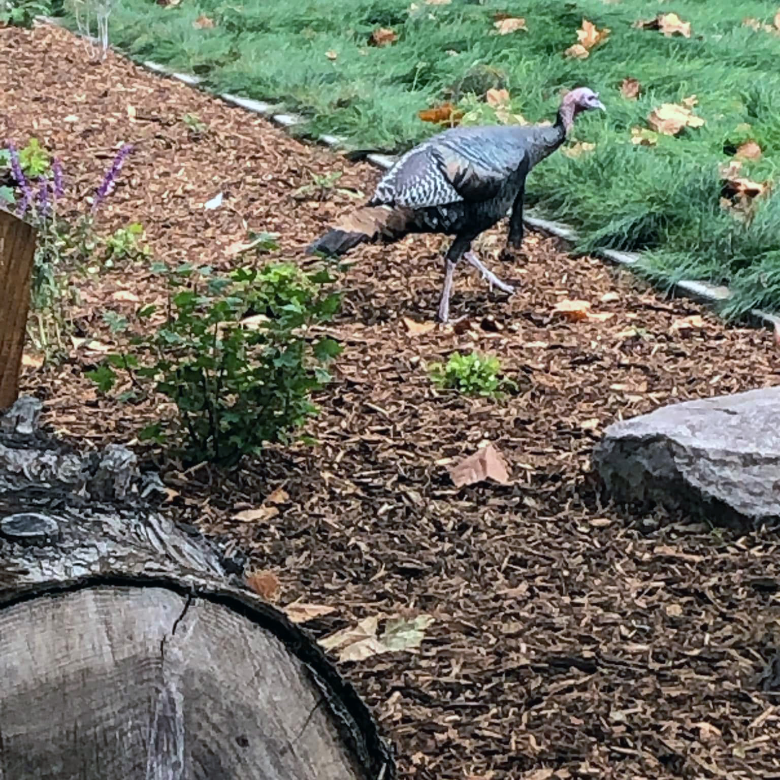 Turkey Roaming Around GooglePlex