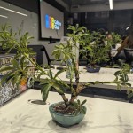 Google Bonsai Plant