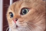 Хэппи Кэт, кот Бэндер и плачущий котенок — мемы, которые стали классикой