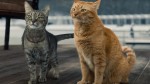 Говорящие коты, гуси и фикус стали героями рекламной кампании «Национальных приоритетов»