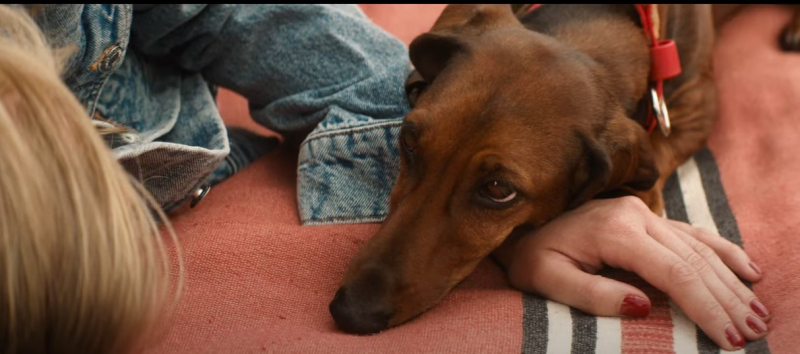 Трейлер перед трейлером: бренд собачьих лакомств Milk-Bone пытается запутать кинозрителей