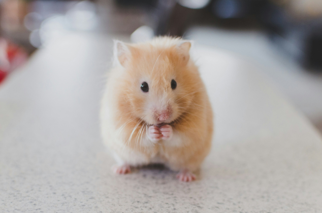 Мошенники наживаются на «возвращении» Visa, Mastercard и втором сезоне Hamster Kombat