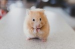 Мошенники наживаются на «возвращении» Visa, Mastercard и втором сезоне Hamster Kombat