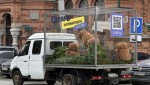 Добро пожаловать в Капибаровск: как «Т-Банк» «закапибарил» города России